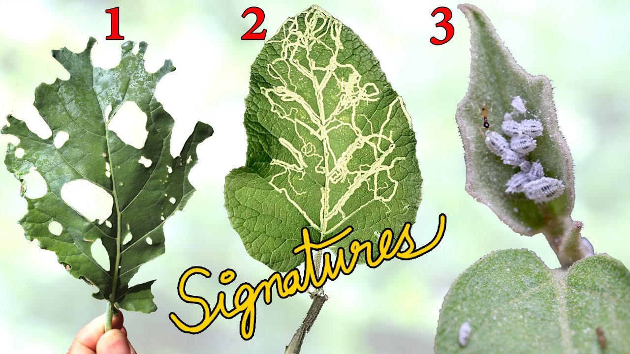 YouTube thumbnail qTkp 9o9hH0