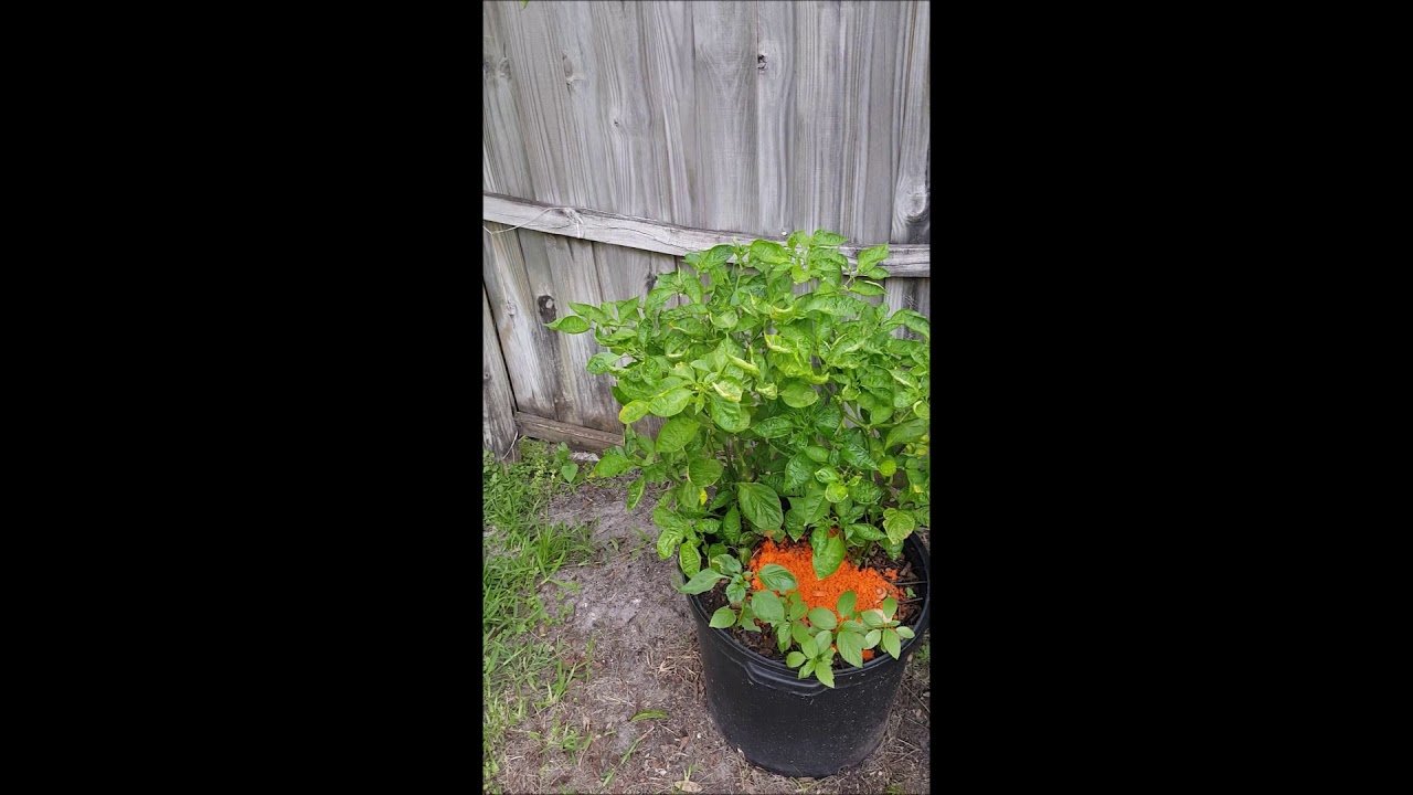 YouTube thumbnail 5LMkB1wZWvs